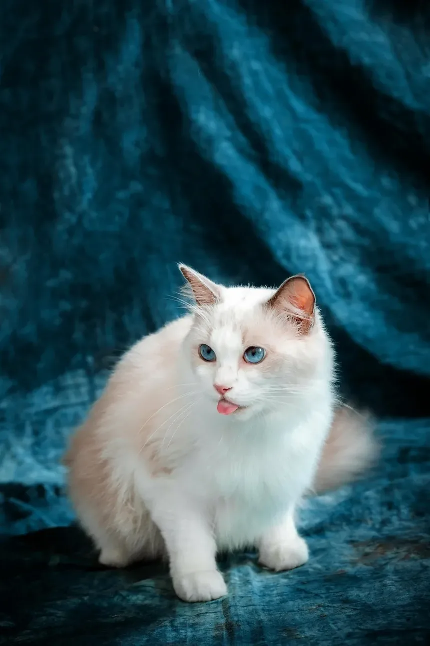 Tratamento de Infecção Crônica do Trato Respiratório Superior em Gatos: Um Guia Completo
