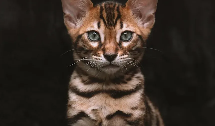 Tratamento de Infecção Crônica do Trato Respiratório Superior em Gatos: Um Guia Completo