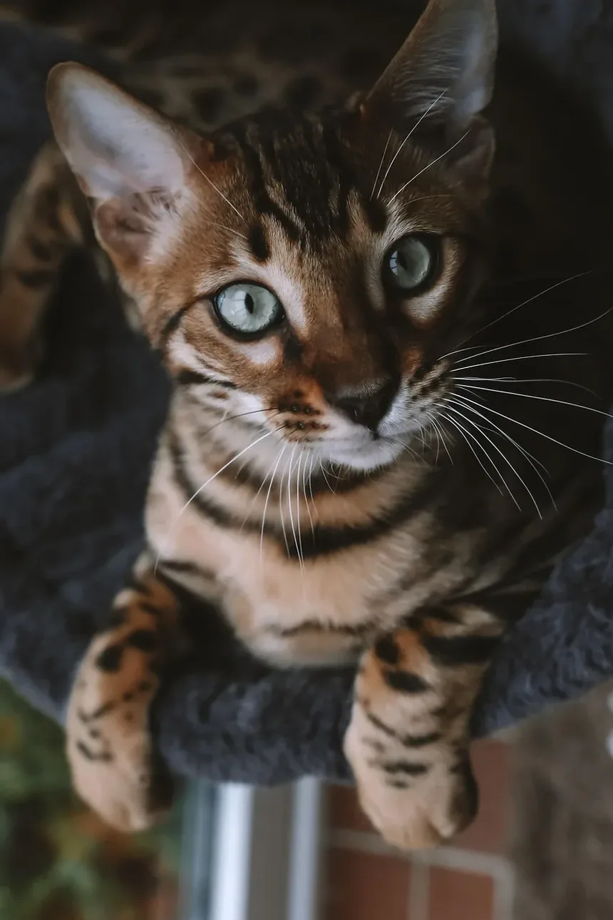 Problemas Oculares em Gatos: Imagens, Tratamentos e O Que Você Precisa Saber