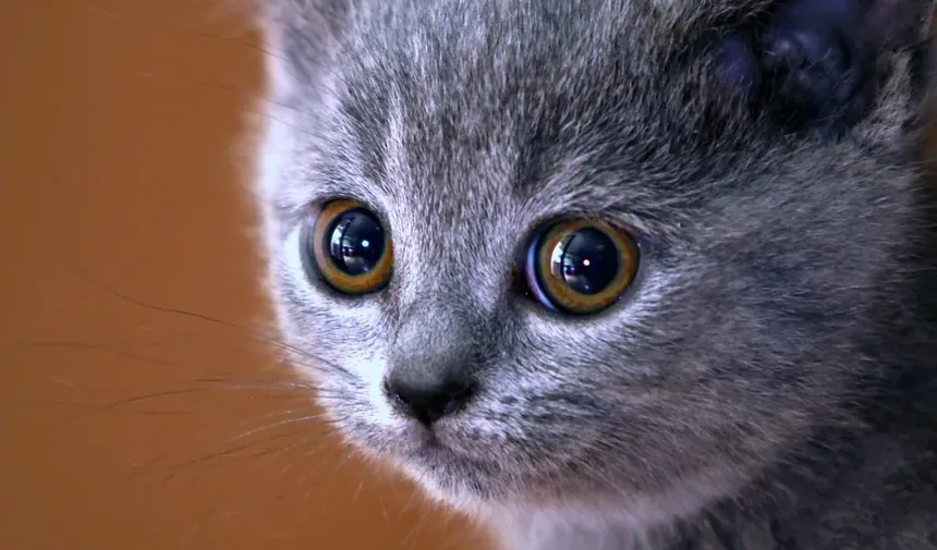 Problemas Oculares em Gatos: Imagens, Tratamentos e O Que Você Precisa Saber