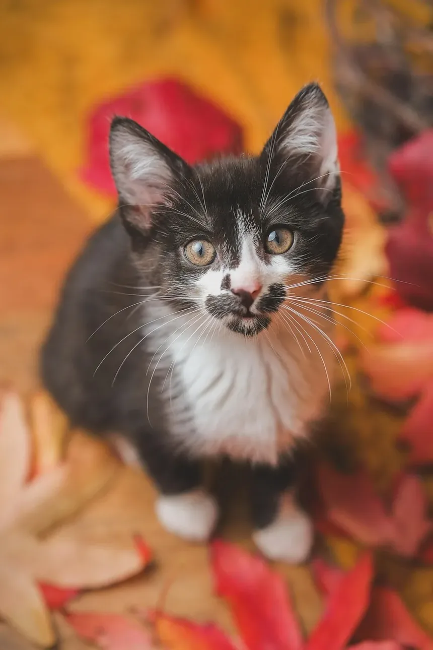 Tratamento de Infecção Pulmonar em Gatos: Um Guia Completo