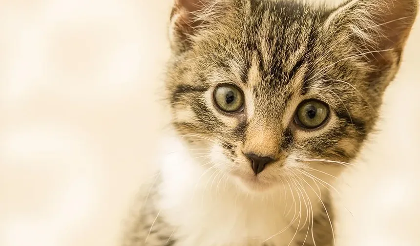 Tratamento para Intoxicação em Gatos: Remédios Caseiros e Soluções Eficazes
