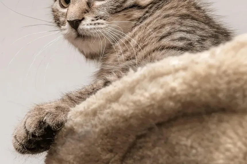 Tratamento para Intoxicação em Gatos: Remédios Caseiros e Soluções Eficazes