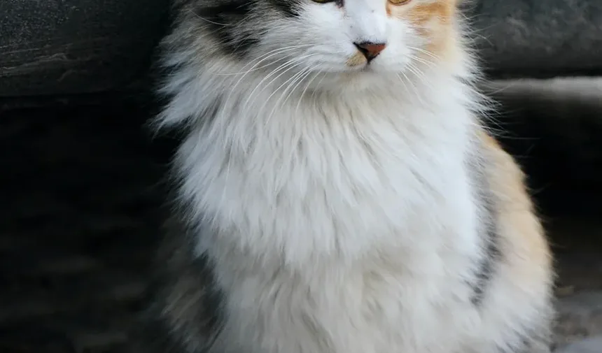 Tratamento de Infecção Respiratória em Gatos: Um Guia Completo