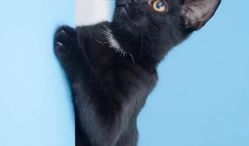 Tratamento de Alergia de Pele em Gatos Sem Receita: Um Guia Completo