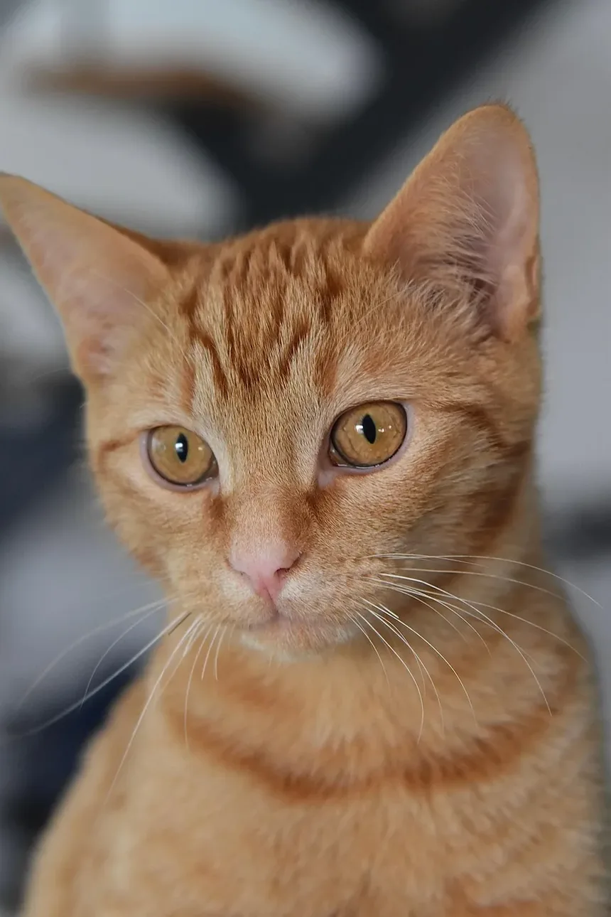 Compreendendo as Condições de Pele em Gatos: Imagens, Sintomas e Tratamentos