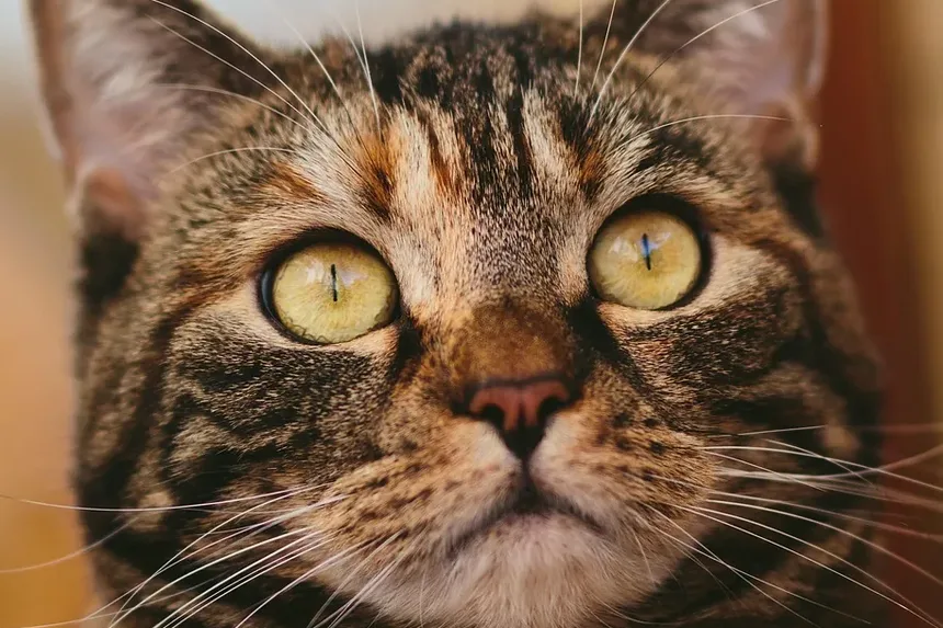 Pomada para Tratamento de Doenças de Pele em Gatos: Um Guia Completo