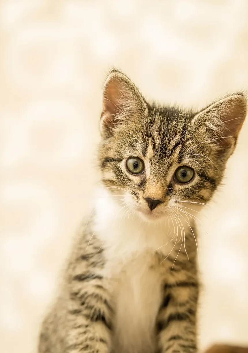 Compreendendo os Sintomas em Gatos: Diarreia e Vômito