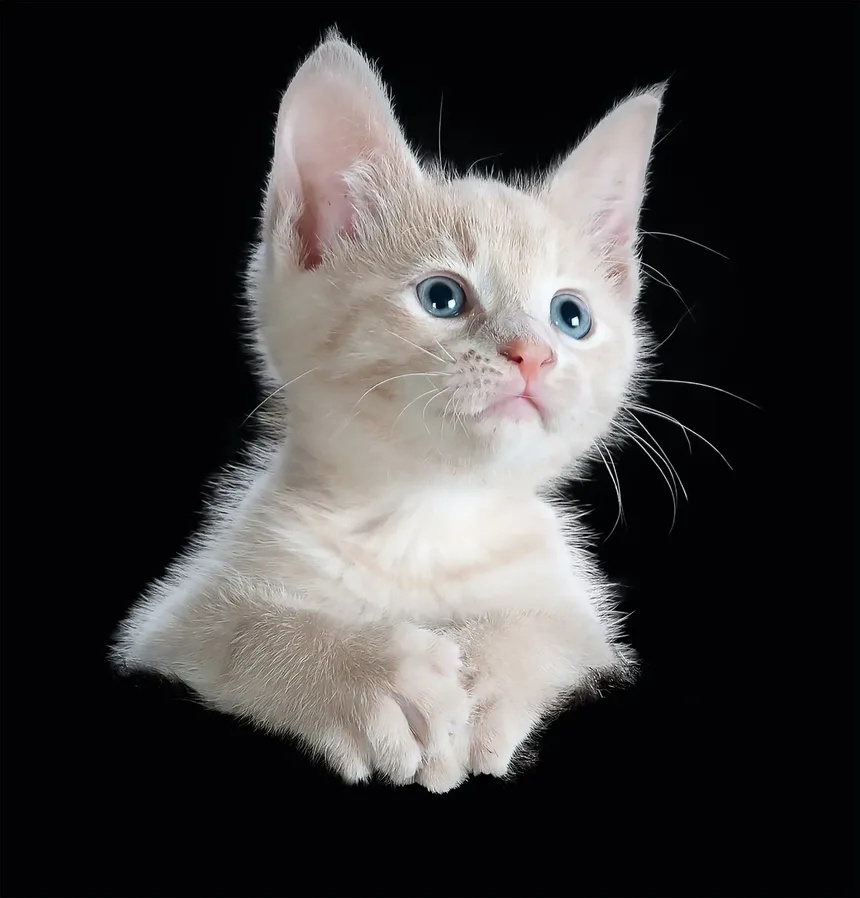 Tratamento Caseiro para Vômito e Diarreia em Gatos: Um Guia Completo