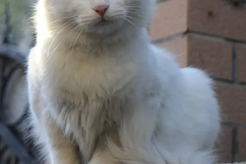 Tratamento Caseiro para Vômito e Diarreia em Gatos: Um Guia Completo