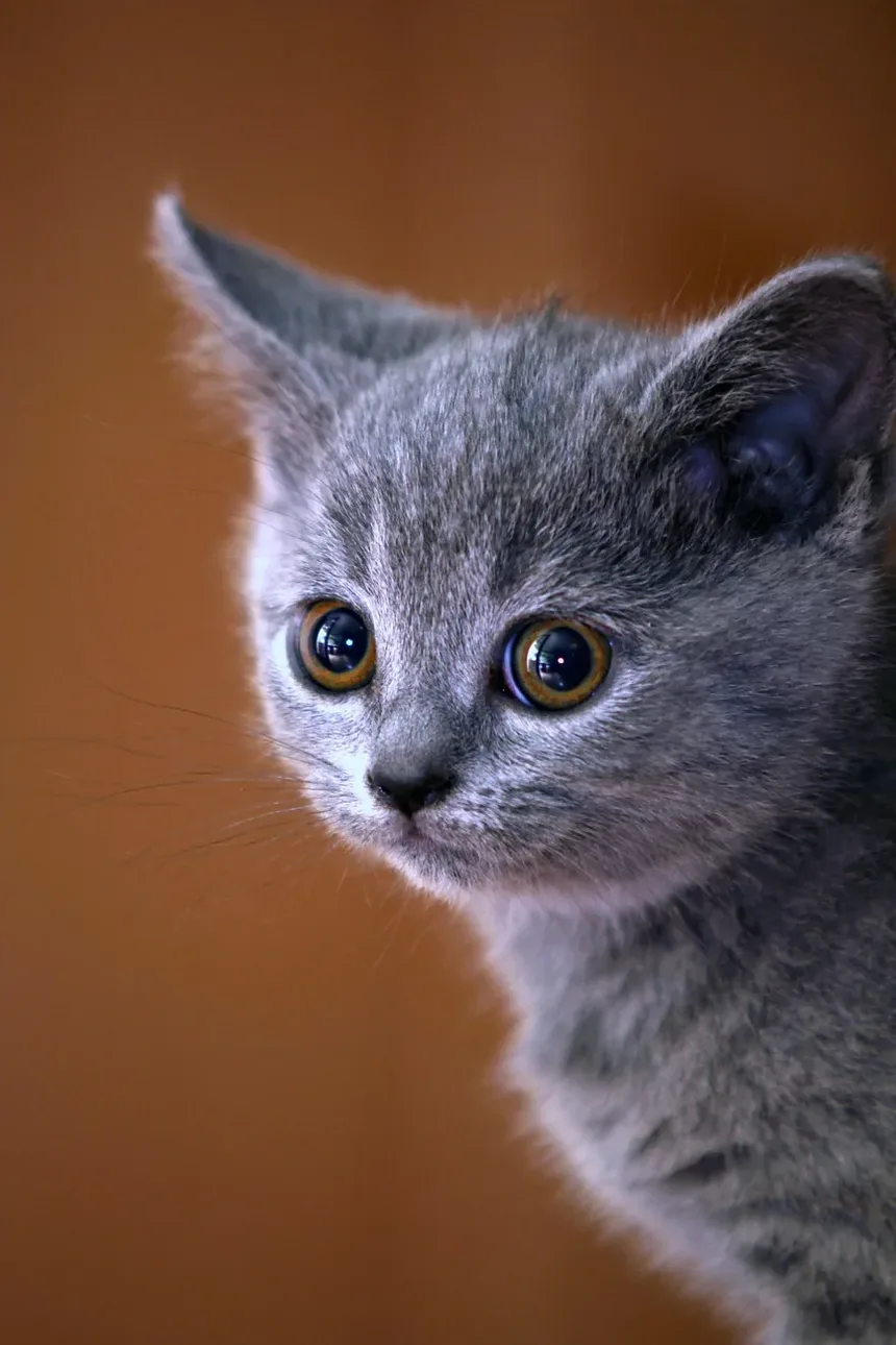 Compreendendo as Orelhas Caídas em Gatos: Causas e Soluções