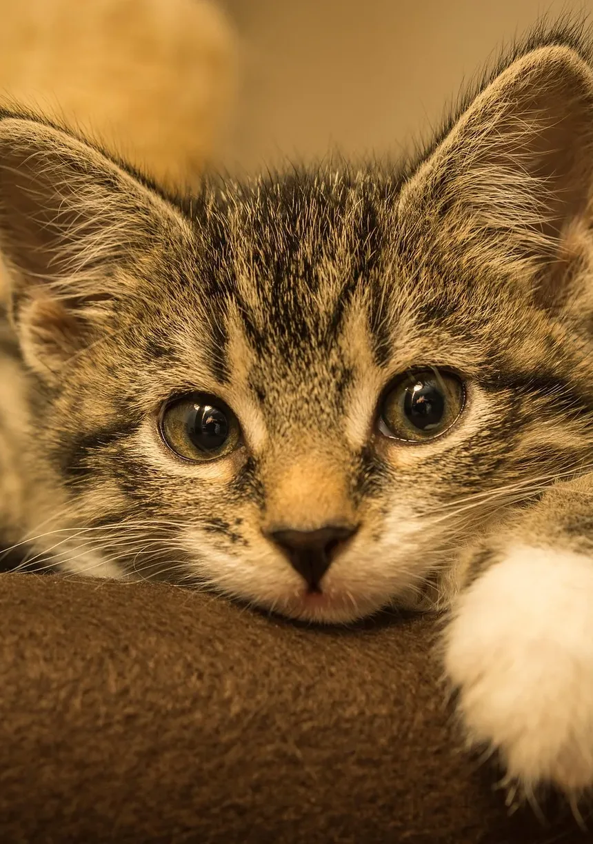 Compreendendo as Orelhas Caídas em Gatos: Causas e Soluções