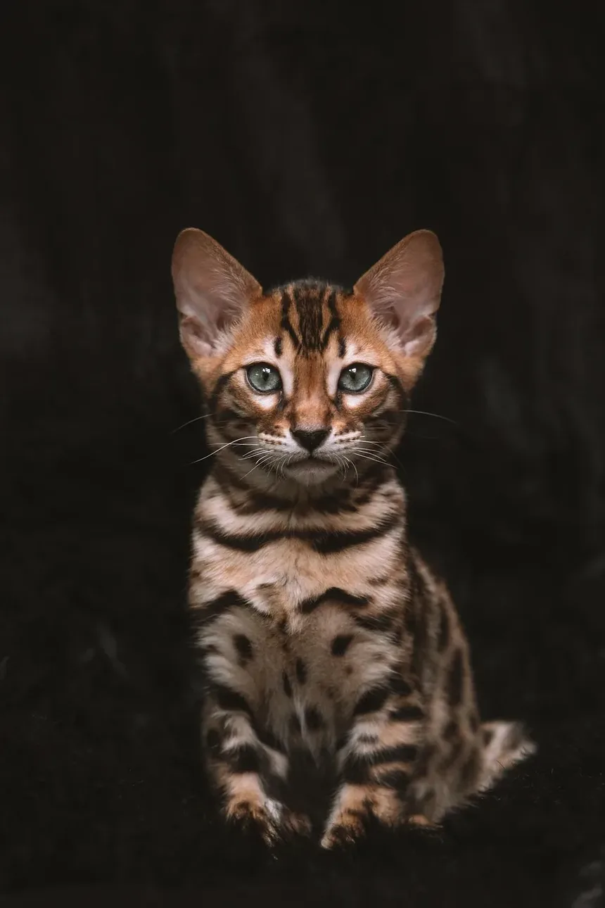 Gatos com Baixas Necessidades de Higiene: Um Guia Completo