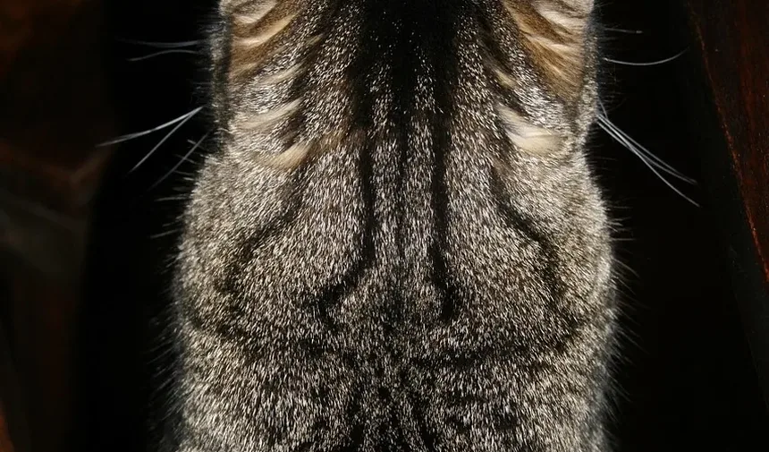 Gatos com Baixas Necessidades de Higiene: Um Guia Completo