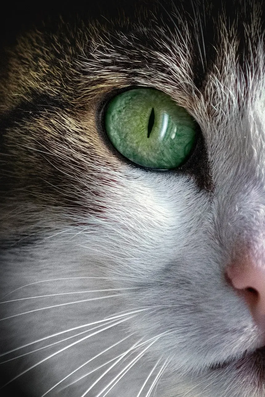Compreendendo as Causas da Queda de Pelo nas Costas do Gato