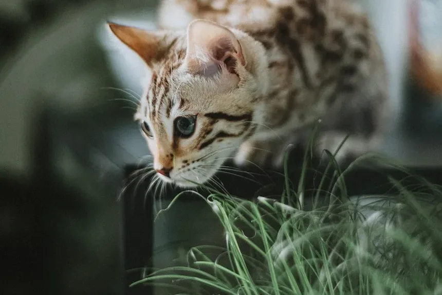 Compreendendo as Causas da Queda de Pelo nas Costas do Gato