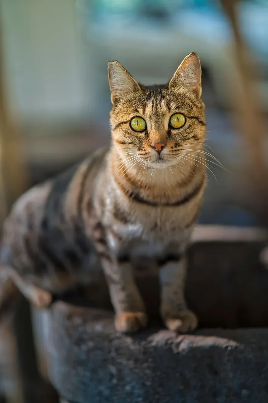 Causas da Perda de Voz em Gatos: Entendendo a Laringite Felina e Mais