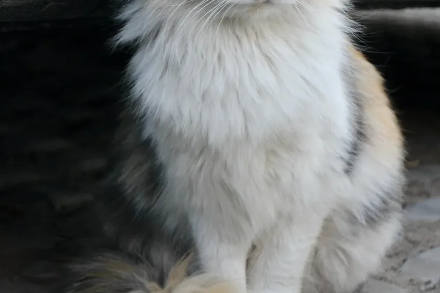 Causas da Perda de Voz em Gatos: Entendendo a Laringite Felina e Mais