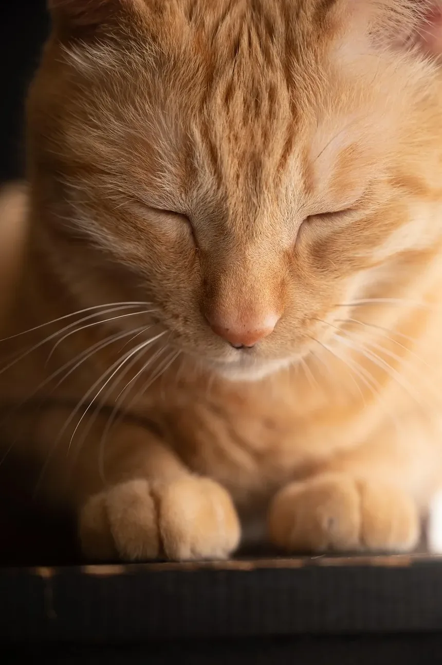 Causas da Dor Bucal em Gatos