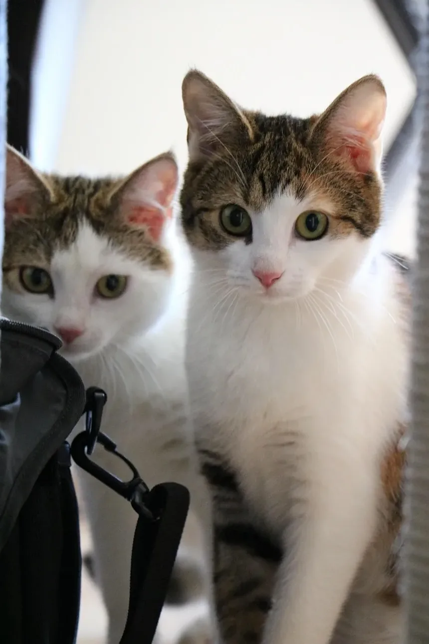 Medicamentos Comuns para Alergias em Gatos: Um Guia Completo