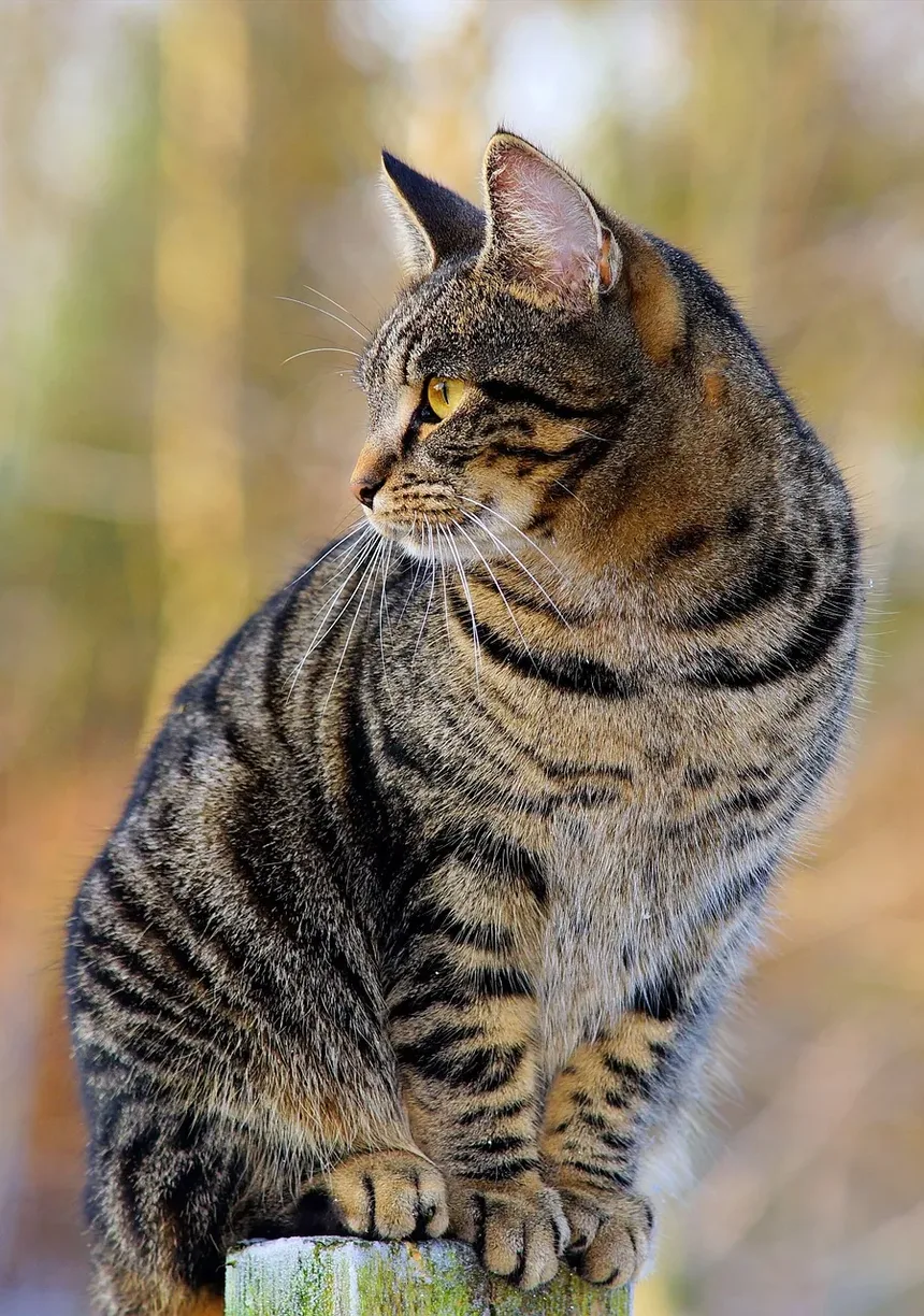 Medicamentos Comuns para Alergias em Gatos: Um Guia Completo
