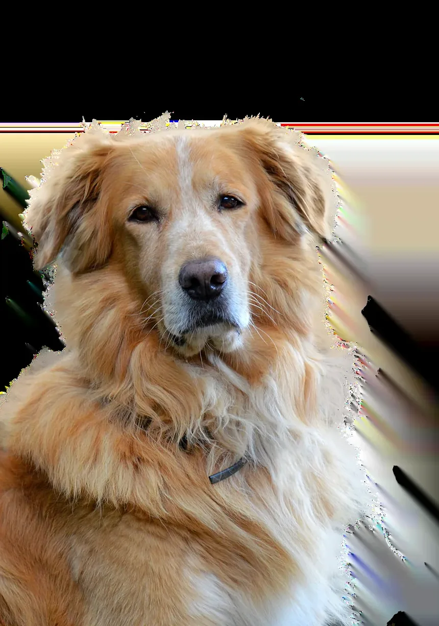 Venenos Domésticos Comuns para Cães: Um Guia Completo