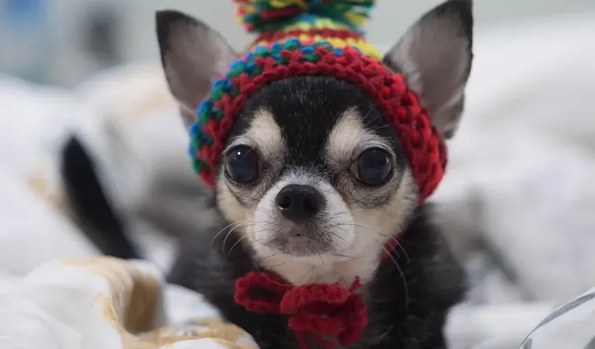 Venenos Domésticos Comuns para Cães: Um Guia Completo