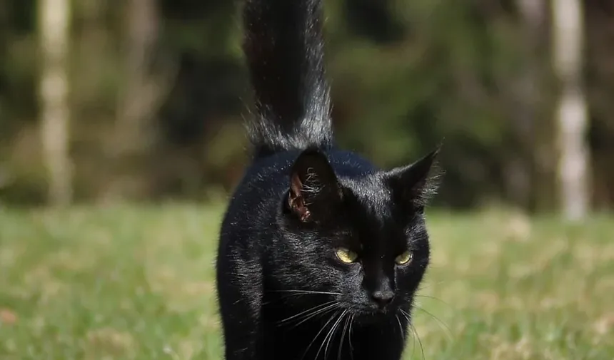 Doenças Comuns em Gatos Jovens: Um Guia Abrangente