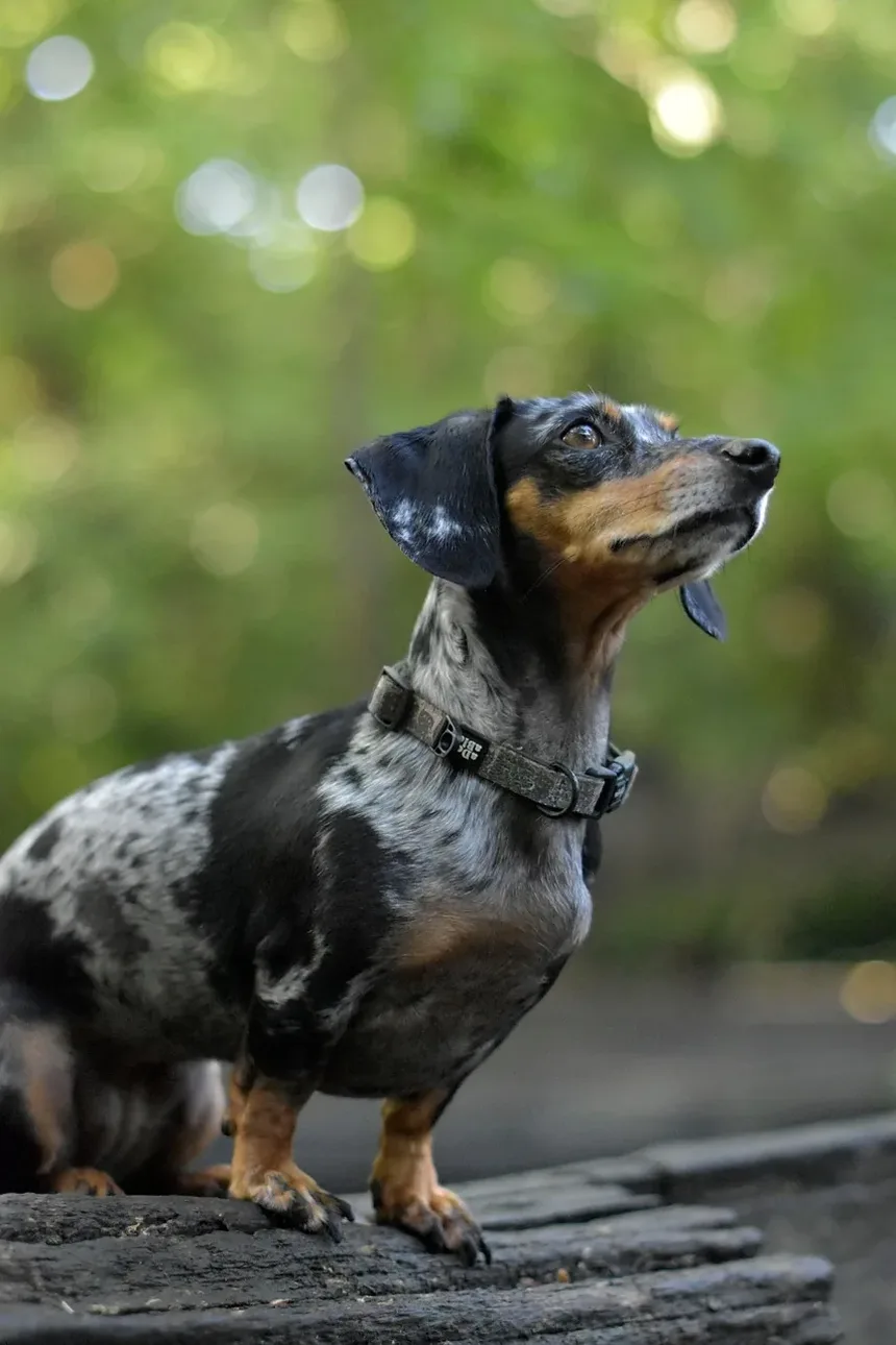 Problemas Comuns de Saúde em Cães Idosos: Um Guia Completo
