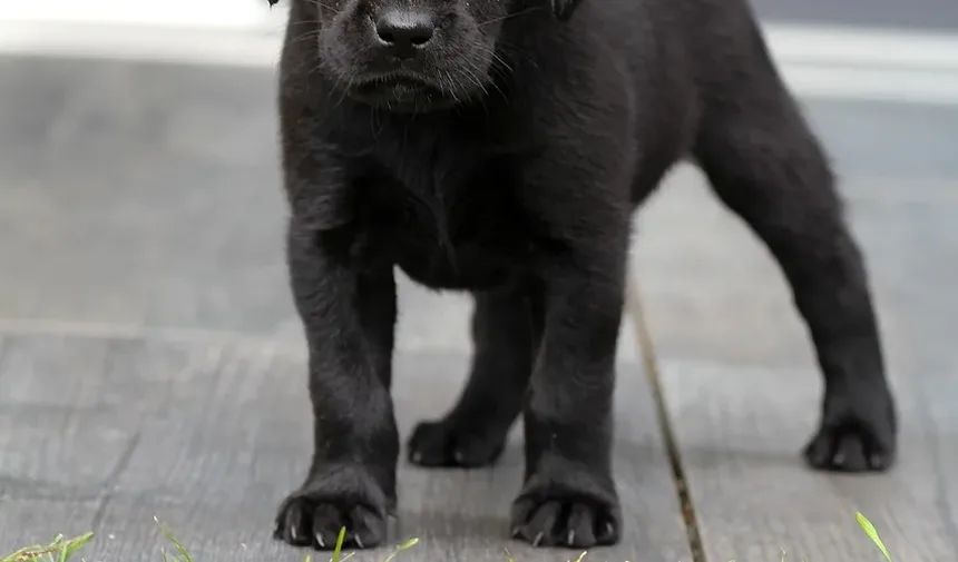 Infecções de Pele Comuns em Cães: Compreendendo, Identificando e Tratando