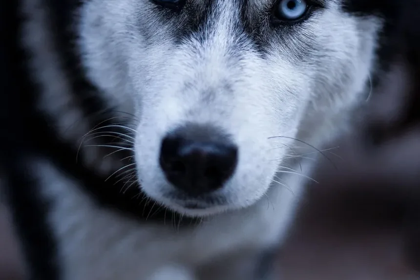 Infecções de Pele Comuns em Cães: Compreendendo, Identificando e Tratando
