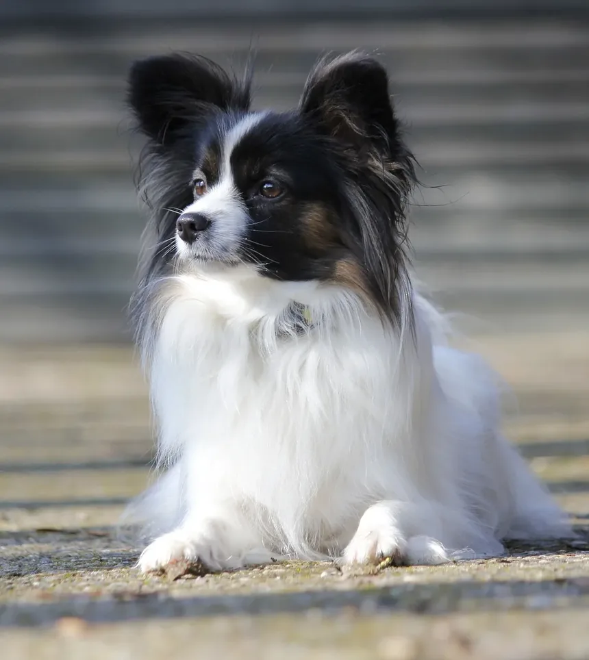 Mudanças na Dieta para Cães Idosos: Um Guia Completo