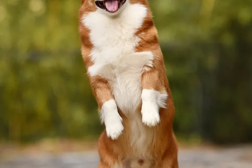 Os Cães Entendem Gestos? Explorando a Comunicação Canina