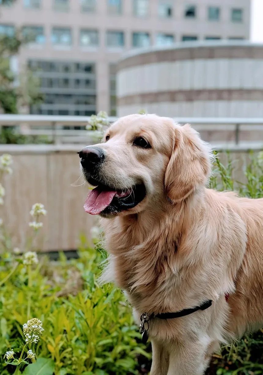 A Ansiedade em Cães Piora com a Idade?