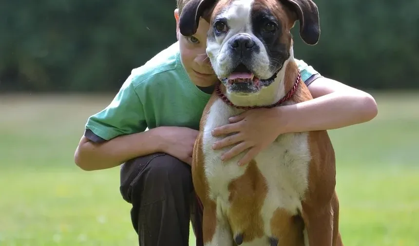 A Ansiedade em Cães Piora com a Idade?