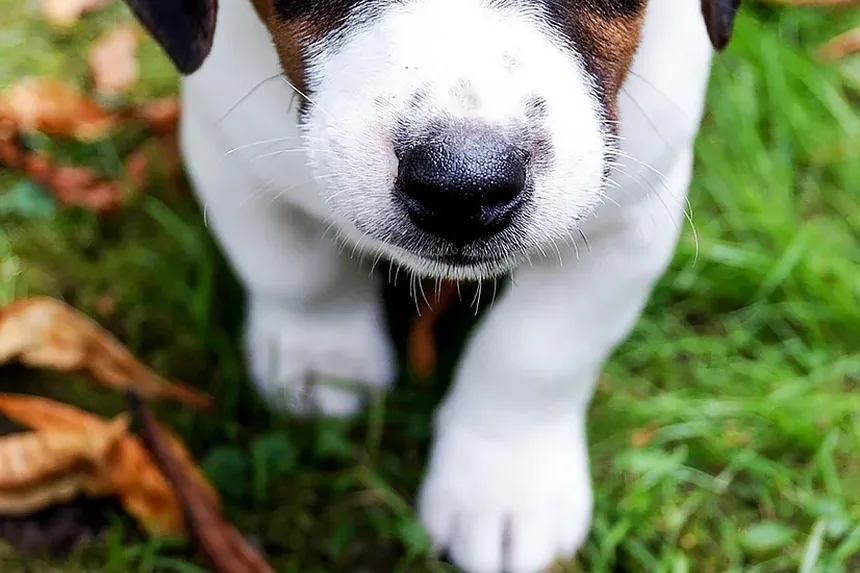 A Ansiedade em Cães Piora com a Idade?