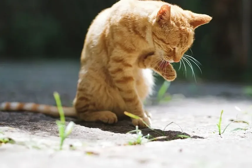 A Doença Renal Crônica Causa Dor em Gatos?