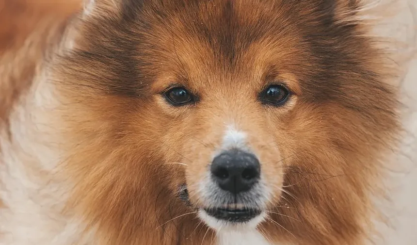 A Doença Gengival Dói nos Cães? Entendendo a Saúde Periodontal Canina