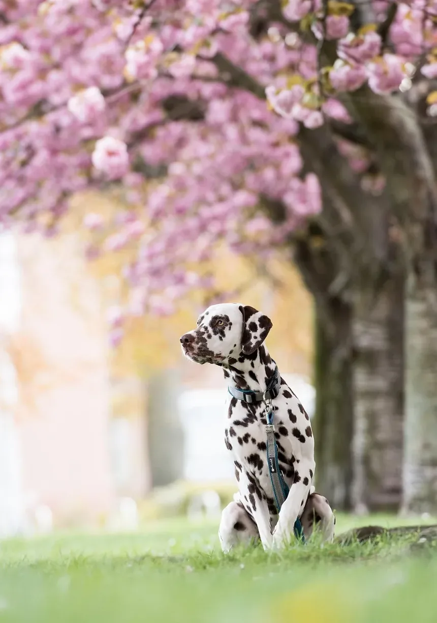 Opções de Tratamento para Ansiedade em Cães: Guia Completo para Donos de Pets