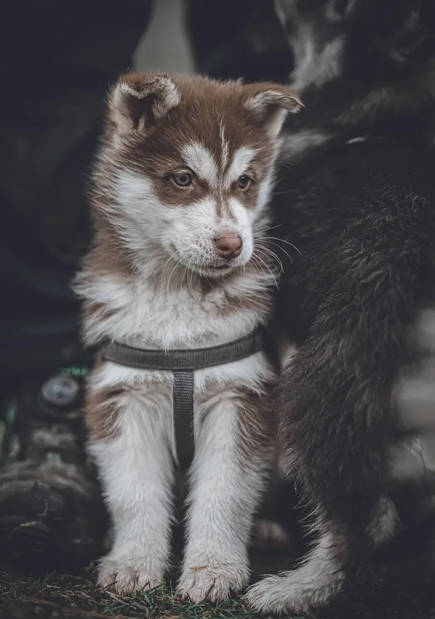 Inchaço nos Olhos do Cão: Causas, Tratamento e Prevenção