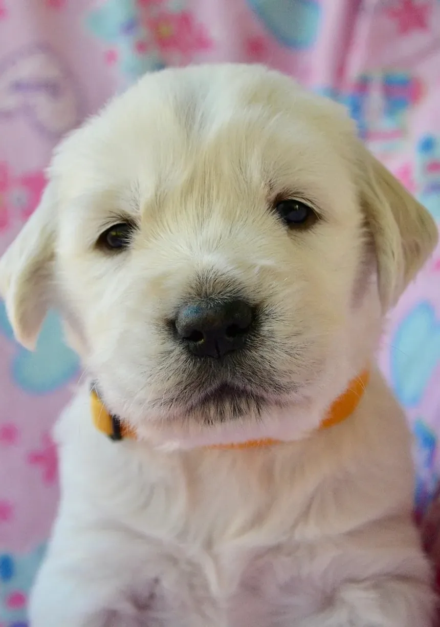 Atividades ao Ar Livre para Cães: Aventuras Divertidas para Seu Amigo Peludo