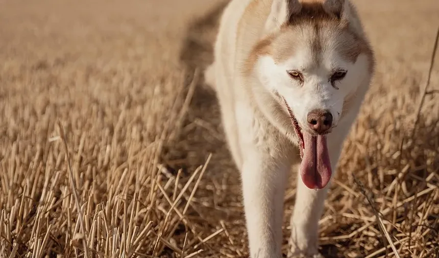 Guia Completo para o Tratamento de Alergias que Causam Coceira em Cães
