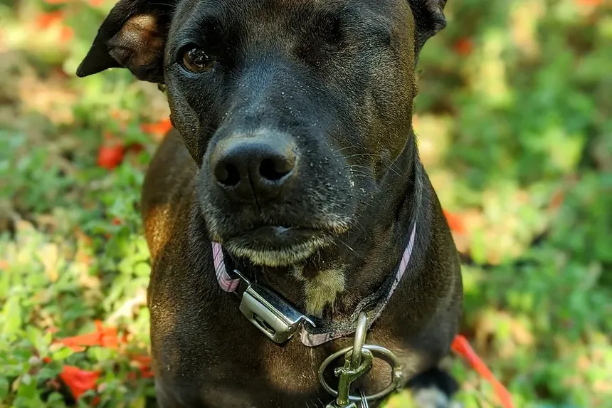 Guia Completo para o Tratamento de Alergias que Causam Coceira em Cães