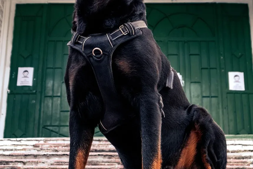 Tratamentos Eficazes para Ansiedade de Separação e Problemas de Urinar em Cães