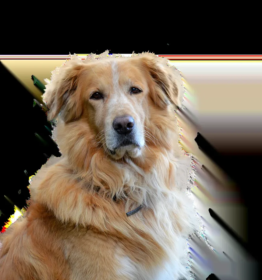 Soluções para Ansiedade de Separação em Cães: Estratégias Eficazes para Seu Companheiro Canino