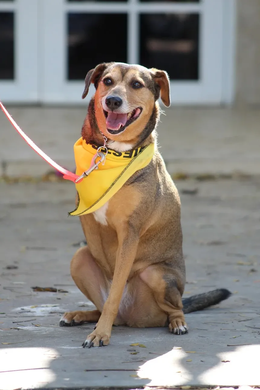 Compreendendo os Vírus Caninos que Causam Vômito e Diarreia