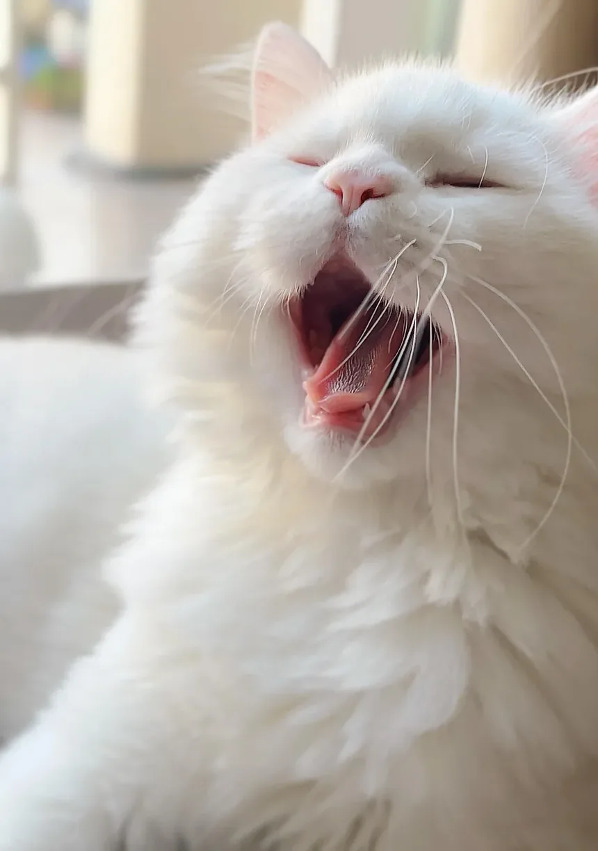 Necessidades de Higiene do Gato Domestic Shorthair: Um Guia Completo