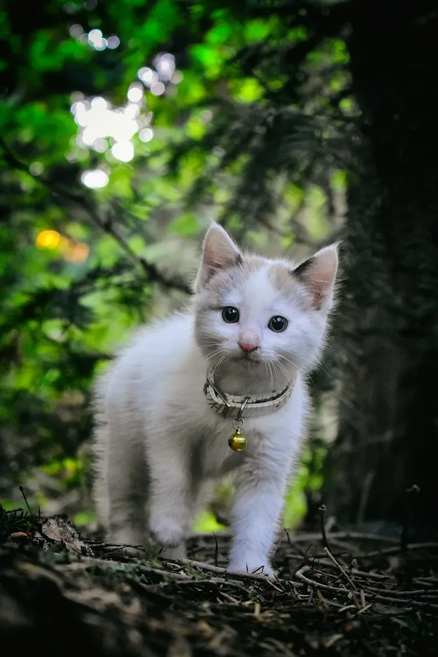 Sinais Iniciais de Infecção no Ouvido de Gato: O Que Todo Dono de Gato Deve Saber
