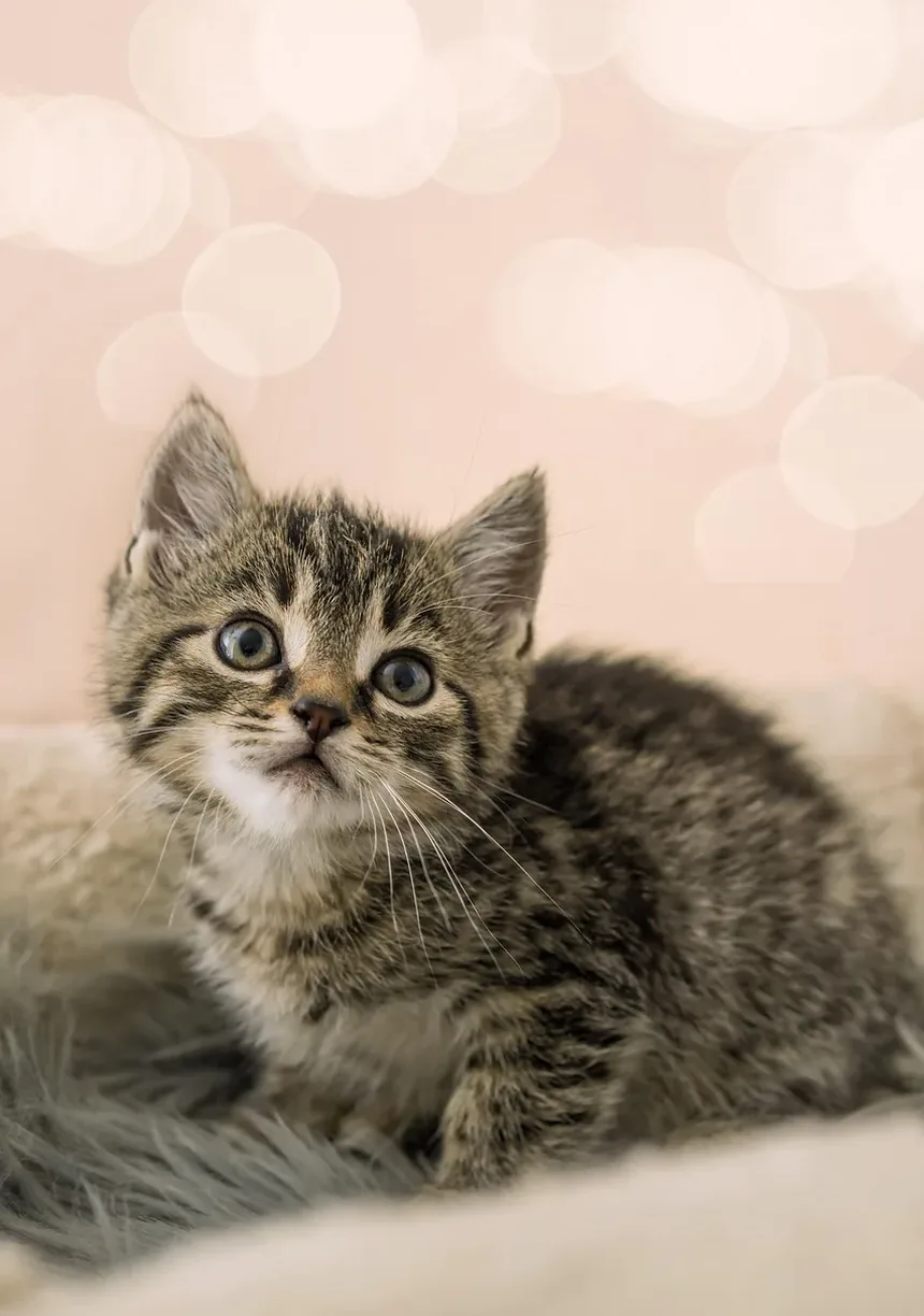 Sinais Iniciais de Infecção no Ouvido de Gato: O Que Todo Dono de Gato Deve Saber