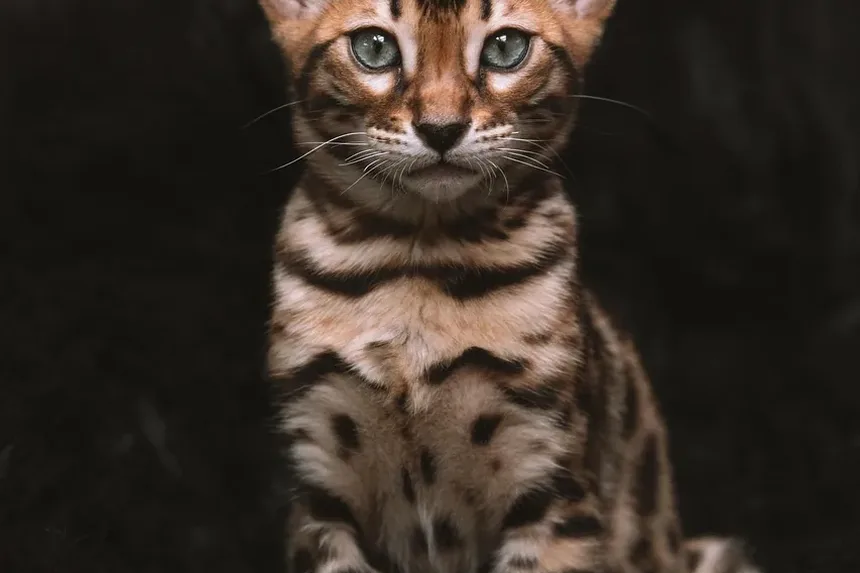 Sinais Iniciais de Infecção no Ouvido de Gato: O Que Todo Dono de Gato Deve Saber